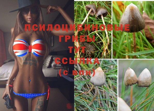 ПСИЛОЦИБИНОВЫЕ ГРИБЫ Алексеевка
